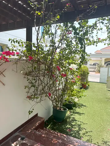 Large potted bougainvillea plant — healthy outdoor climber - multiple plants in pots available