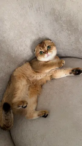 Scottish fold male cat