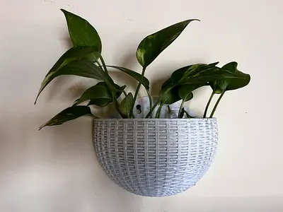 Money plant for sale