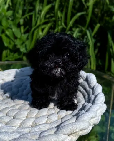 Cute puppy