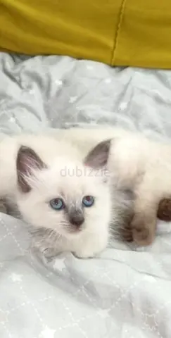 Cute small kitten