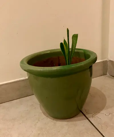 Snake plant in ceramic pot