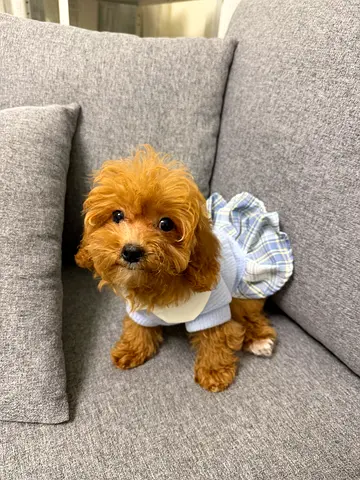 Beautiful Red Teacup poodle Puppy | Fully Vaccinated | Microchipped | Female