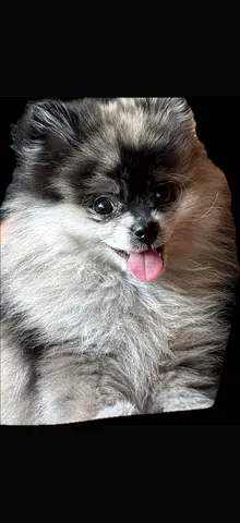 Pomeranian dog