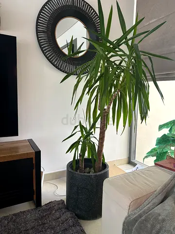 Gorgeous mature palm plant