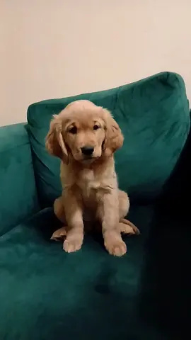 Golden retriever puppy