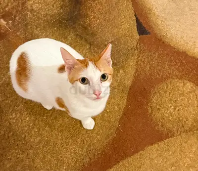Free Adoption – Sweet Orange White Cat Looking for a Loving Home