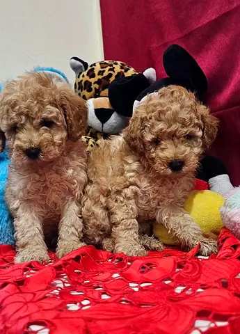 Two small apricot toy poodle puppies, healthy and playful