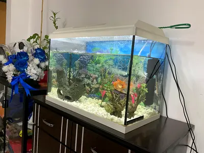 Juwel Aquarium tank with hood, lights, filter, heater, and decorations - easy to set up
