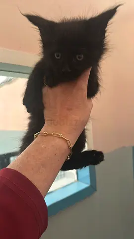 Black Kitten - Young Female, Friendly