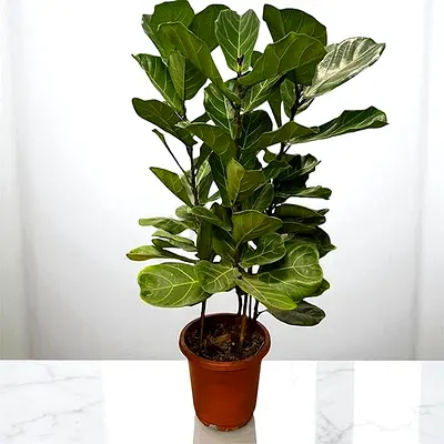 Healthy Fiddle Leaf Fig (Ficus lyrata) in Pot - Indoor Plant - 80cm Height