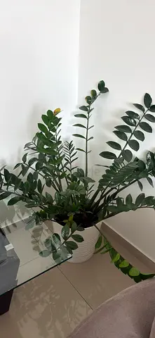 Healthy ZZ Indoor Plant in White Pot