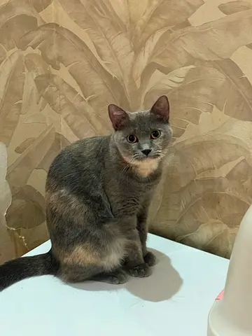 Free Adoption – Beautiful Cat Looking for a Loving Home