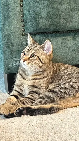 Young Tabby Cat - Friendly Indoor Male, Vaccinated for free Adoption