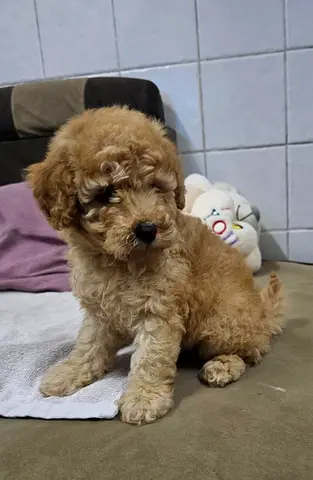 Adorable small apricot Poodle puppy ready for new home