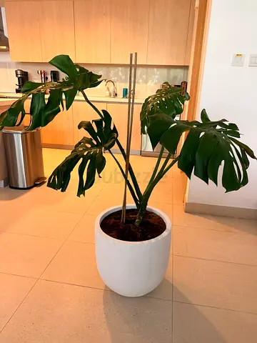 Large Monstera Plant in White Pot