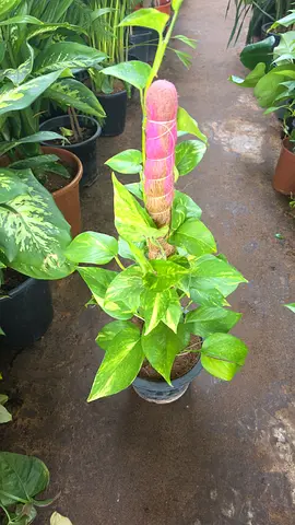 Money plant
