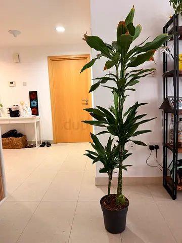 Large Dracaena Plant