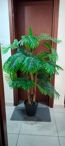 Beautiful plant perfect for home office balcony decor only 50 Aed