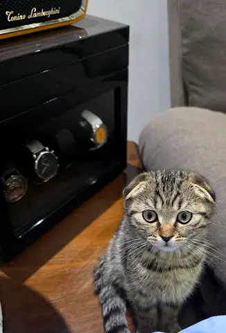 Young Scottish Fold kitten looking for a home