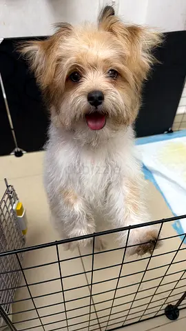 URGENT‼️ Rehoming 5-Month-Old Male Havanese Puppy 🐶