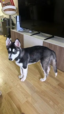adoption dogs