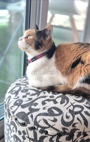 American Calico cat