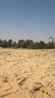 ارض زراعية للبيع بسعر ممتاز في ليوا huge plot in liwa urgent sale