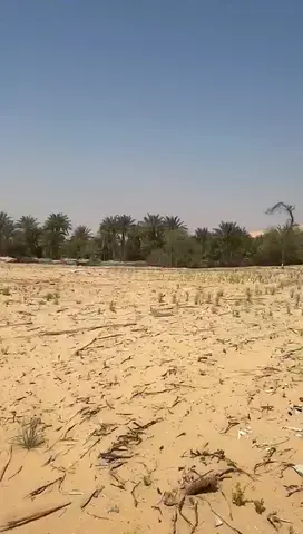 ارض زراعية للبيع بسعر ممتاز في ليوا huge plot in liwa urgent sale