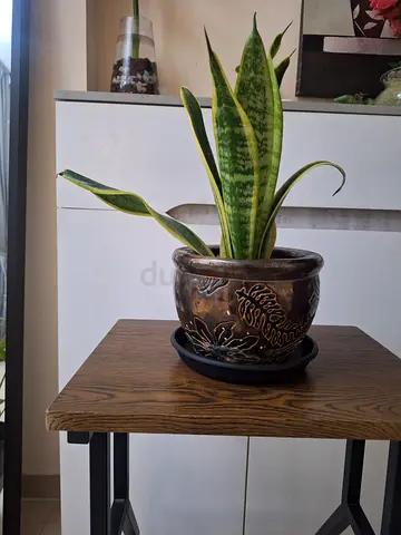 Snake plant