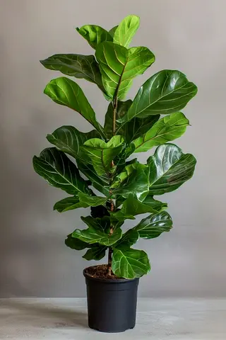 Fiddle Leaf Fig (Ficus lyrata) indoor potted plant - healthy, 1.2m-160cm hight