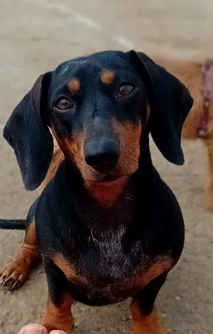 Daschund