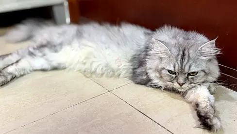 Persian longhair cat — friendly adult, ready for adoption