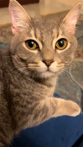 Male Tabby Cat for Adoption