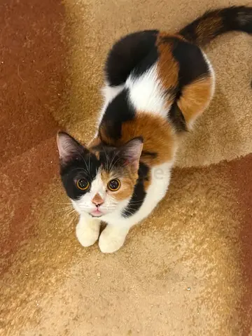 Friendly young calico cat available for adoption