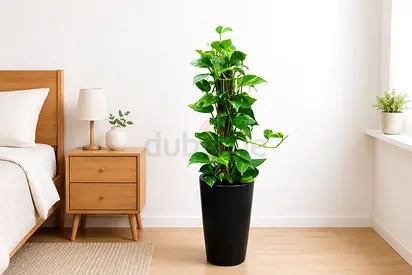 140cm Fresh Money Plant in Black Ceamic Pot