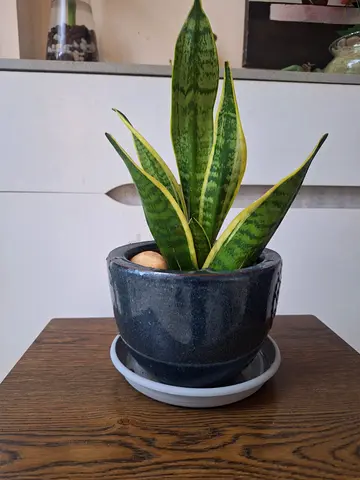 Snake plant