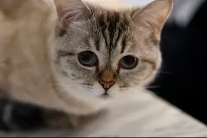 5 years old British shorthair, vaccinated microchipped and nuetrued.
