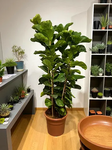Tall Fiddle Leaf Fig (Ficus lyrata) in 35cm Pot - Indoor Plant-120cm height