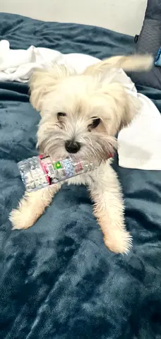 Here is lucy