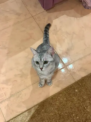 Friendly silver cat, 2 years old, vaccinated and indoor