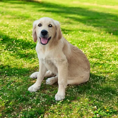 Golden Retriever puppy male