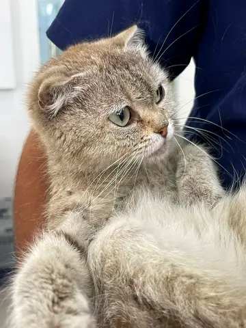 Scottish straight kitten female cat available for adoption