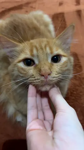 Kittens for FREE adoptions