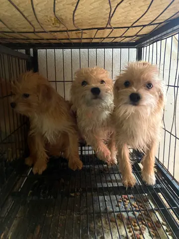 Three small mixed-breed puppies looking for a home — playful and For adoption