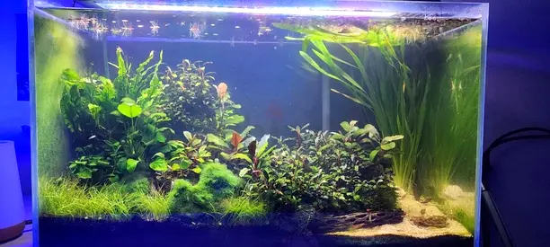 Fully Established 60x30x30cm Low-Iron Planted Aquarium with shrimp colony urgent