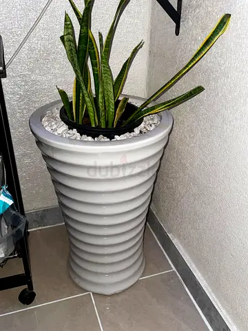 Tall ribbed white plant pot / planter (used) with snake plant