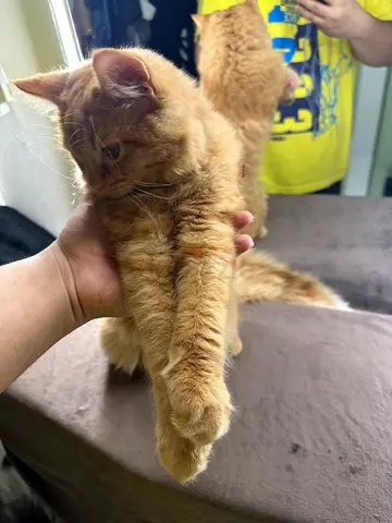 Beautiful 6-Month-Old Orange Doll-Face Persian (Shira)