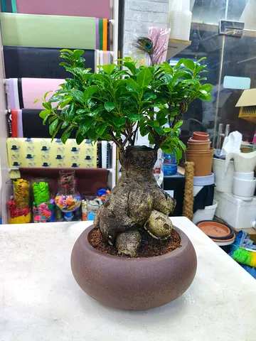 🌿 Premium Ficus Ginseng Bonsai Plant 🌿