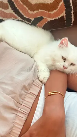 White Long-Haired rescued Cat Looking for a New Home - very friendly with human and pets